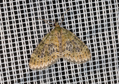 Acasis viretata