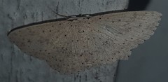 Cyclophora turneri