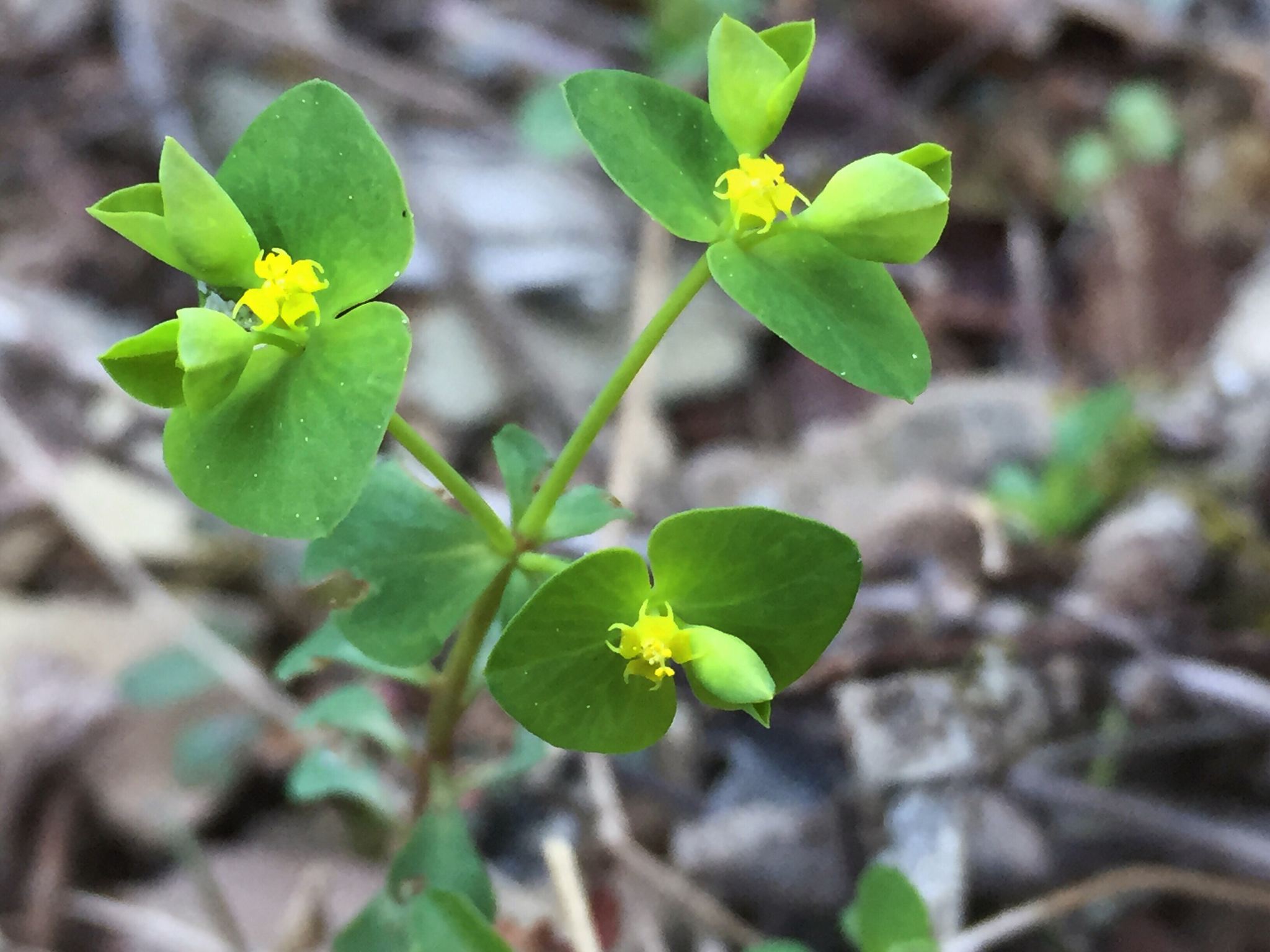 Euphorbia ouachitana