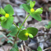 Euphorbia ouachitana - Photo (c) anhe, μερικά δικαιώματα διατηρούνται (CC BY-NC)