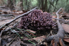 Ramaria versatilis