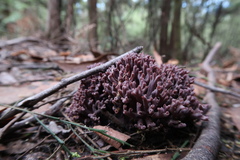 Ramaria versatilis