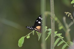 Hypolimnas anthedon wahlbergi