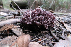Ramaria versatilis