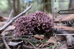 Ramaria versatilis