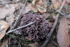Ramaria versatilis