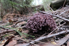 Ramaria versatilis