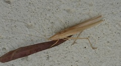 Euconocephalus varius