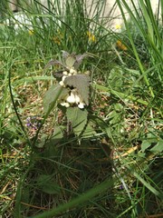 Lamium album