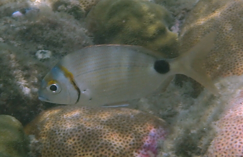 Cape Verde seabream (Diplodus prayensis) — Sparidae — 5
