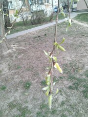 Salix × fragilis