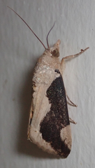Hypocala rostrata