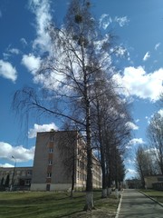 Betula pendula