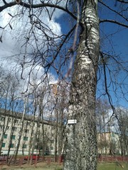 Betula pendula