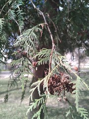Thuja occidentalis