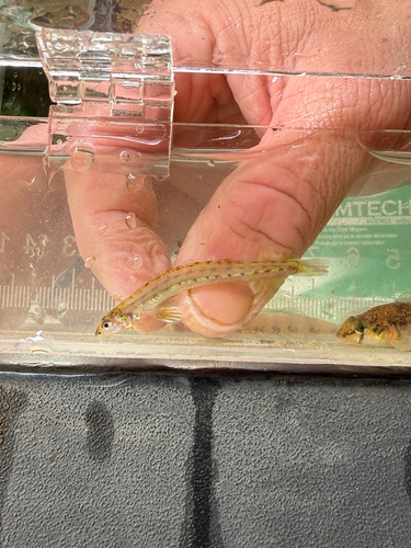 Southern sand darter (Ammocrypta meridiana) — Percidae — 4