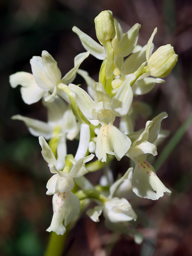 Orchis provincialis, photograph 2