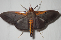 Filodes costivitralis