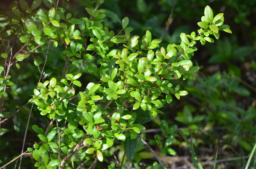 Myrcianthes fragrans