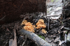 Ramaria capitata ochraceosalmonicolor