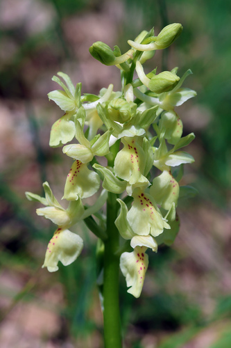 Orchis provincialis