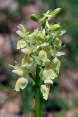 Orchis provincialis