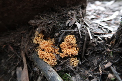 Ramaria capitata ochraceosalmonicolor