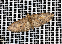 Eupithecia abbreviata