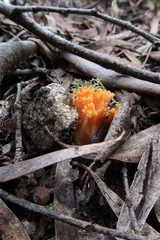 Ramaria capitata ochraceosalmonicolor