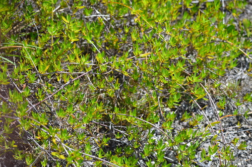 Ernodea littoralis, photograph 6