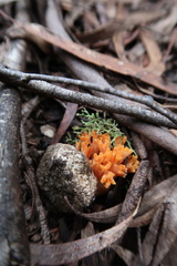 Ramaria capitata ochraceosalmonicolor