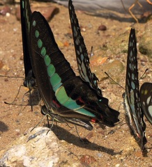 Graphium sarpedon sarpedon