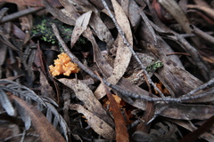 Ramaria capitata ochraceosalmonicolor