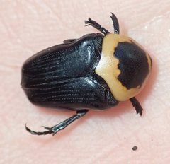 Pseudoclinteria cincticollis