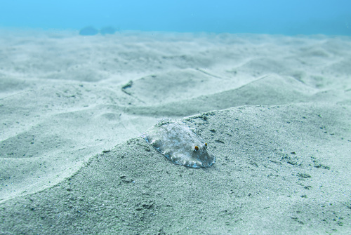 Platydoris formosa, 2026-05-16