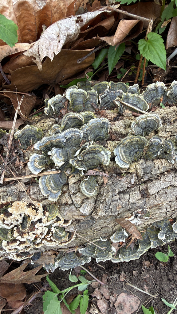 turkey-tail · May 2026 · photo: Photo: no rights reserved · iNaturalist