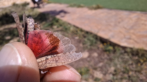 Thalpomena algeriana