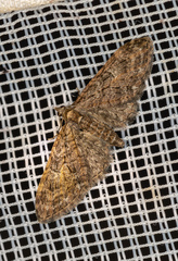Eupithecia abbreviata