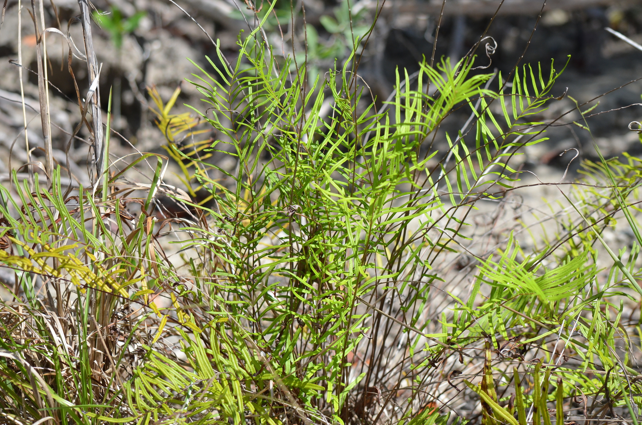 Pteris × pseudosefuricola Ebihara, Nakato & S.Matsumoto