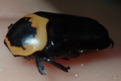 Pseudoclinteria cincticollis