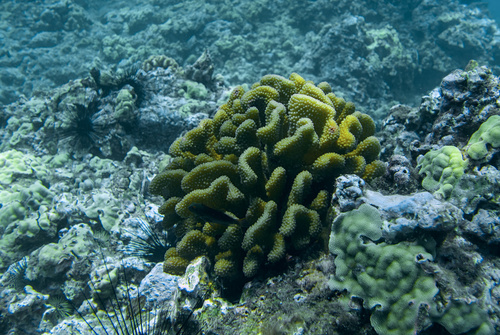 Pocillopora grandis observed 2026-05-16