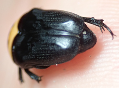 Pseudoclinteria cincticollis