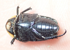 Pseudoclinteria cincticollis