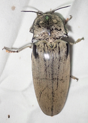 Tetralobus flabellicornis