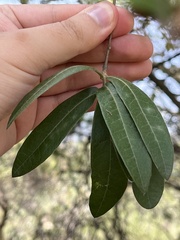 Quercus crassipes
