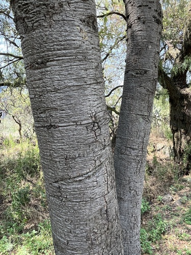 Quercus crassipes, photograph 2
