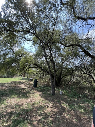 Quercus crassipes, photograph 3