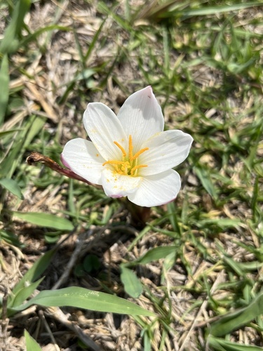 Zephyranthes fosteri