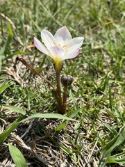 Zephyranthes fosteri, photograph (c) Jordi Martínez Martínez, some rights reserved (CC BY)