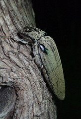 Tetralobus flabellicornis